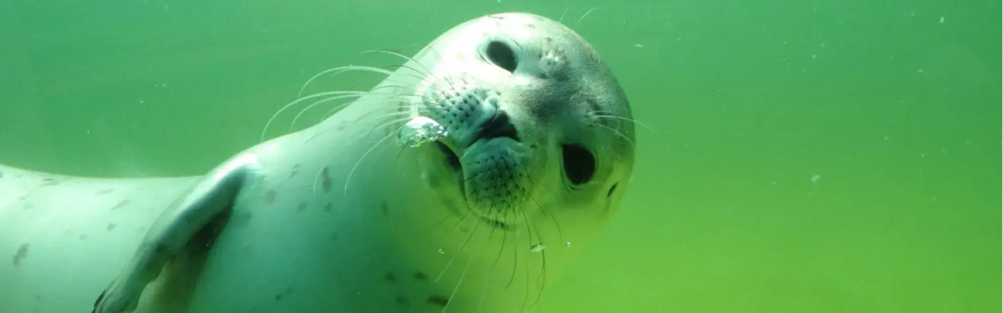 Besuch Seehundstation