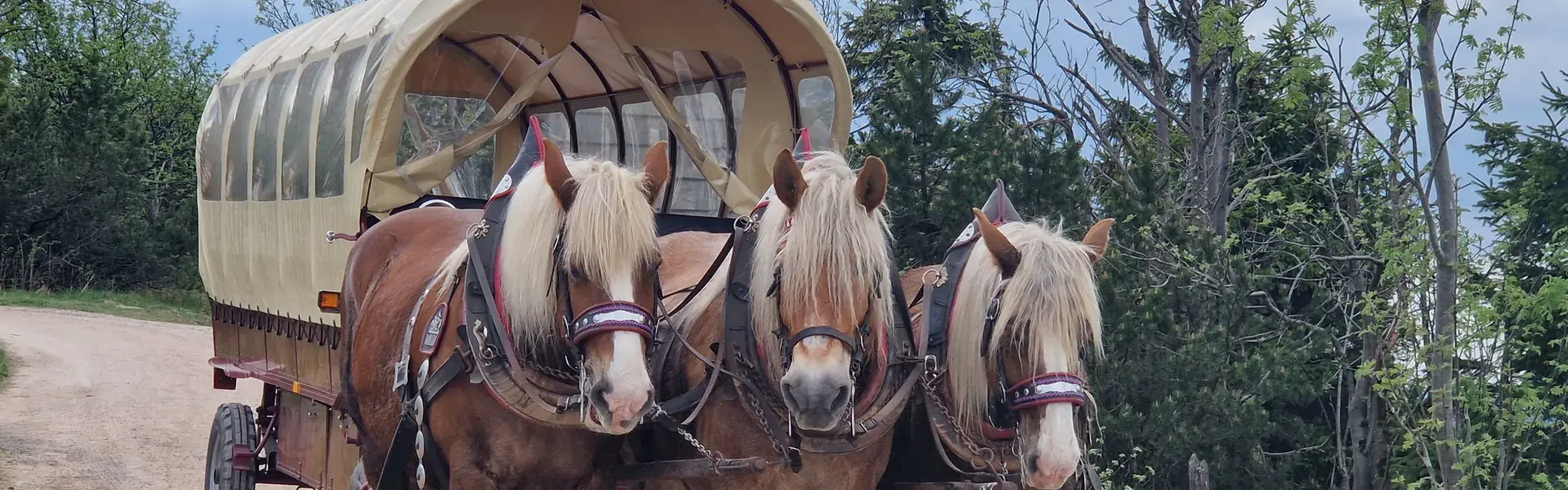 Pferde-Kremsertour im Osterzgebirge